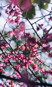 Preview wallpaper sakura, flowers, branches, macro, pink