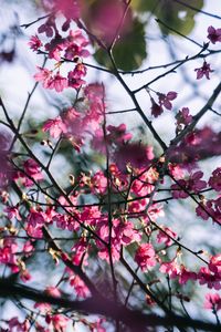 Preview wallpaper sakura, flowers, branches, macro, pink