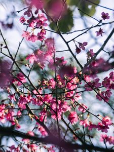 Preview wallpaper sakura, flowers, branches, macro, pink