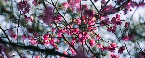 Preview wallpaper sakura, flowers, branches, macro, pink