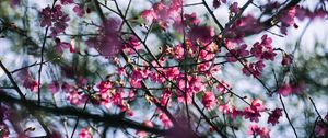 Preview wallpaper sakura, flowers, branches, macro, pink