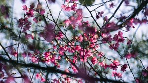 Preview wallpaper sakura, flowers, branches, macro, pink