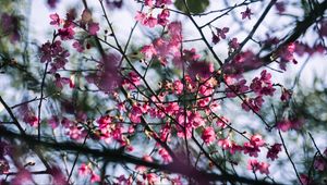 Preview wallpaper sakura, flowers, branches, macro, pink