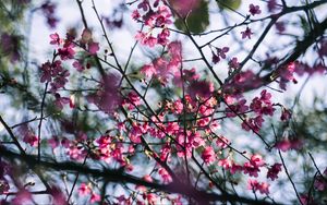 Preview wallpaper sakura, flowers, branches, macro, pink