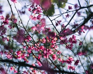 Preview wallpaper sakura, flowers, branches, macro, pink