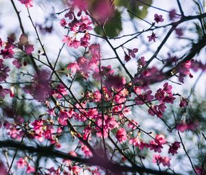 Preview wallpaper sakura, flowers, branches, macro, pink