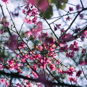 Preview wallpaper sakura, flowers, branches, macro, pink