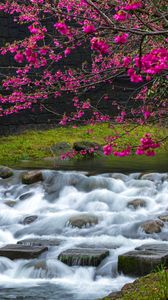Preview wallpaper sakura, flowers, branches, waterfall, stones, nature
