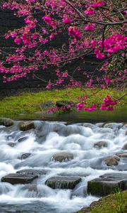 Preview wallpaper sakura, flowers, branches, waterfall, stones, nature