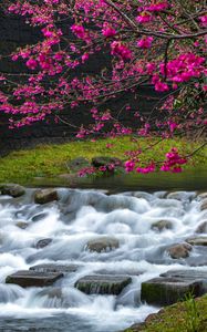 Preview wallpaper sakura, flowers, branches, waterfall, stones, nature