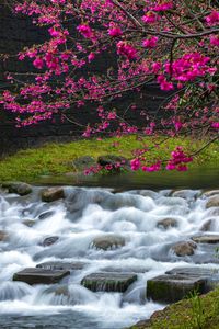 Preview wallpaper sakura, flowers, branches, waterfall, stones, nature