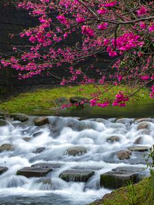 Preview wallpaper sakura, flowers, branches, waterfall, stones, nature