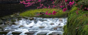 Preview wallpaper sakura, flowers, branches, waterfall, stones, nature