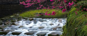 Preview wallpaper sakura, flowers, branches, waterfall, stones, nature