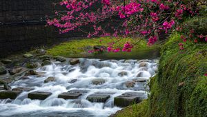 Preview wallpaper sakura, flowers, branches, waterfall, stones, nature