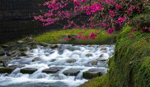 Preview wallpaper sakura, flowers, branches, waterfall, stones, nature