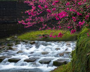 Preview wallpaper sakura, flowers, branches, waterfall, stones, nature