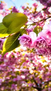 Preview wallpaper sakura, flowers, branches, leaves, sunlight