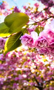 Preview wallpaper sakura, flowers, branches, leaves, sunlight