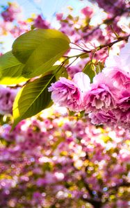 Preview wallpaper sakura, flowers, branches, leaves, sunlight