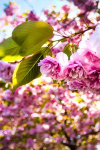 Preview wallpaper sakura, flowers, branches, leaves, sunlight