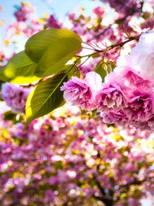 Preview wallpaper sakura, flowers, branches, leaves, sunlight