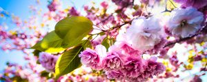 Preview wallpaper sakura, flowers, branches, leaves, sunlight