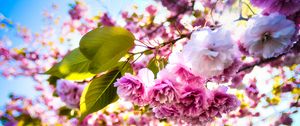 Preview wallpaper sakura, flowers, branches, leaves, sunlight