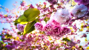 Preview wallpaper sakura, flowers, branches, leaves, sunlight