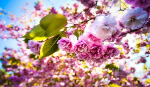 Preview wallpaper sakura, flowers, branches, leaves, sunlight