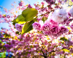 Preview wallpaper sakura, flowers, branches, leaves, sunlight