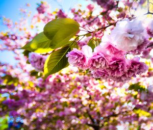 Preview wallpaper sakura, flowers, branches, leaves, sunlight