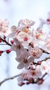 Preview wallpaper sakura, flowers, branches, blur, spring