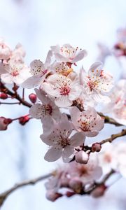 Preview wallpaper sakura, flowers, branches, blur, spring