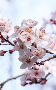 Preview wallpaper sakura, flowers, branches, blur, spring