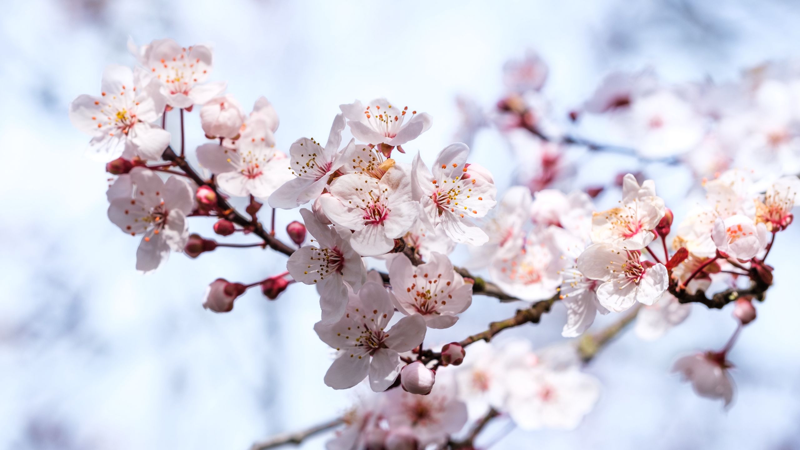 Download wallpaper 2560x1440 sakura, flowers, branches, blur, spring ...