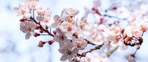 Preview wallpaper sakura, flowers, branches, blur, spring