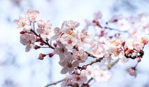 Preview wallpaper sakura, flowers, branches, blur, spring