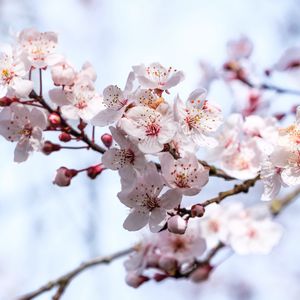 Preview wallpaper sakura, flowers, branches, blur, spring