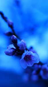 Preview wallpaper sakura, flowers, bud, blue, blur
