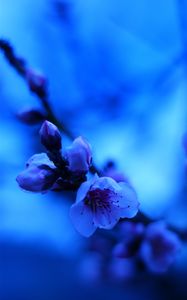 Preview wallpaper sakura, flowers, bud, blue, blur