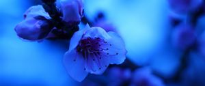 Preview wallpaper sakura, flowers, bud, blue, blur