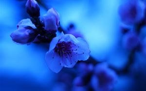 Preview wallpaper sakura, flowers, bud, blue, blur