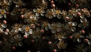 Preview wallpaper sakura, flowers, buds, flowering, cherry