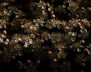 Preview wallpaper sakura, flowers, buds, flowering, cherry