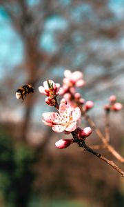 Preview wallpaper sakura, flowers, bumblebee, branch, macro