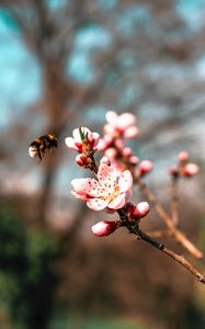 Preview wallpaper sakura, flowers, bumblebee, branch, macro