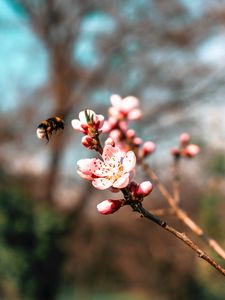 Preview wallpaper sakura, flowers, bumblebee, branch, macro