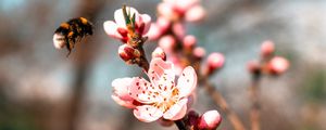 Preview wallpaper sakura, flowers, bumblebee, branch, macro