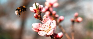 Preview wallpaper sakura, flowers, bumblebee, branch, macro